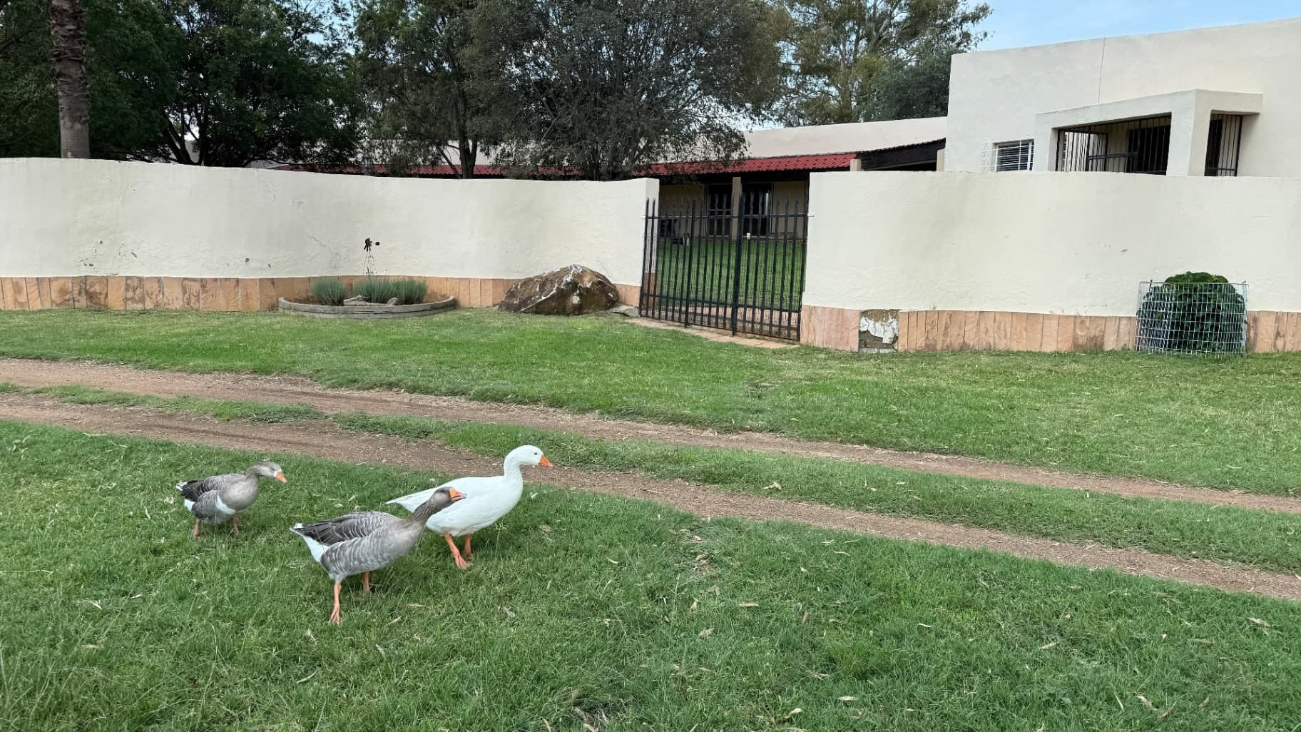 Your Private Oasis in Dreamland. 2ha Smallholding with Pool and Double Dwelling.